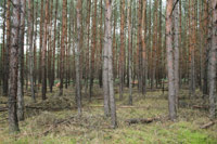 Wald vor der Durchforstung